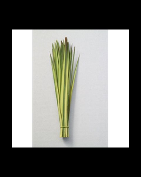 Feuille de palme double (Bandelette) 18'' (46 cm)