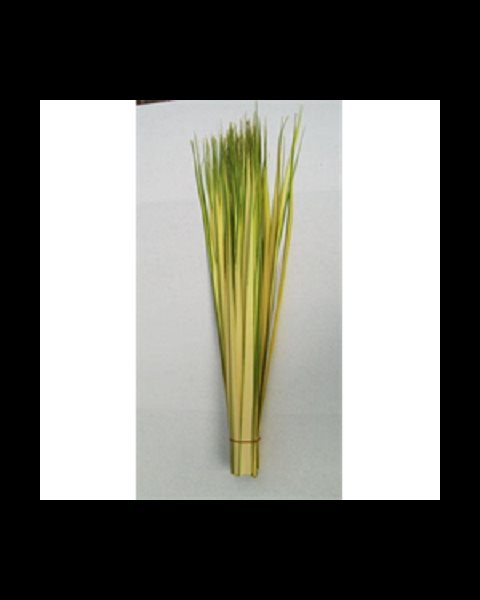 Double Strips Palm, 30'' (76 cm)