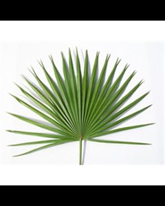 Altar Fan Palms, 24" (61 cm) Height approximately